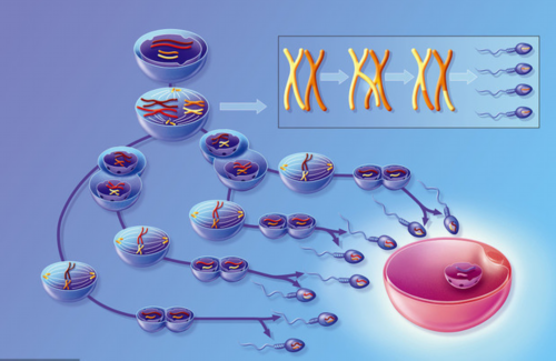 西安试管婴儿供卵,西安三代试管哪些医院？试管姐姐帮你一一盘点-第三代试管
