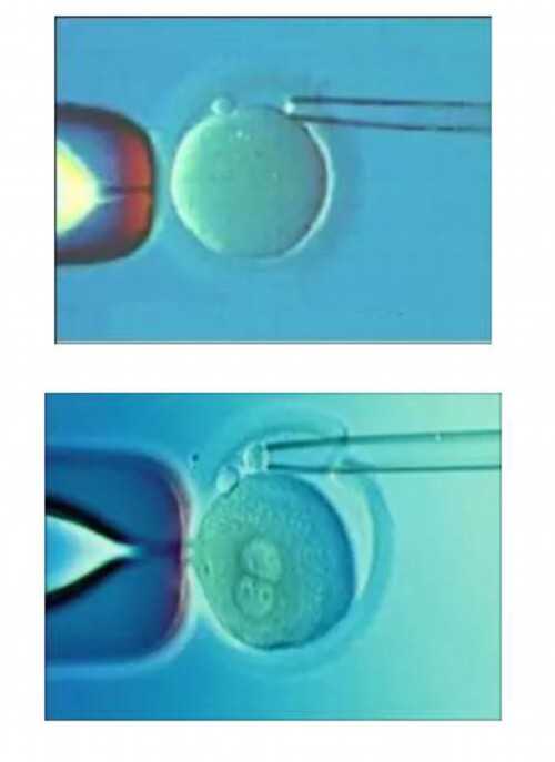 西安哪里有代孕工作,2026年西安供卵试管婴儿医院排名附试管费用及成功率