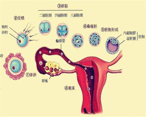 西安代怀不孕咨询,两个试管婴儿长大相遇 后发现父亲是同一人-西安做供卵试管